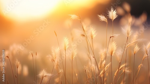 Soft focus silhouette of a grassy flower in a blurry state