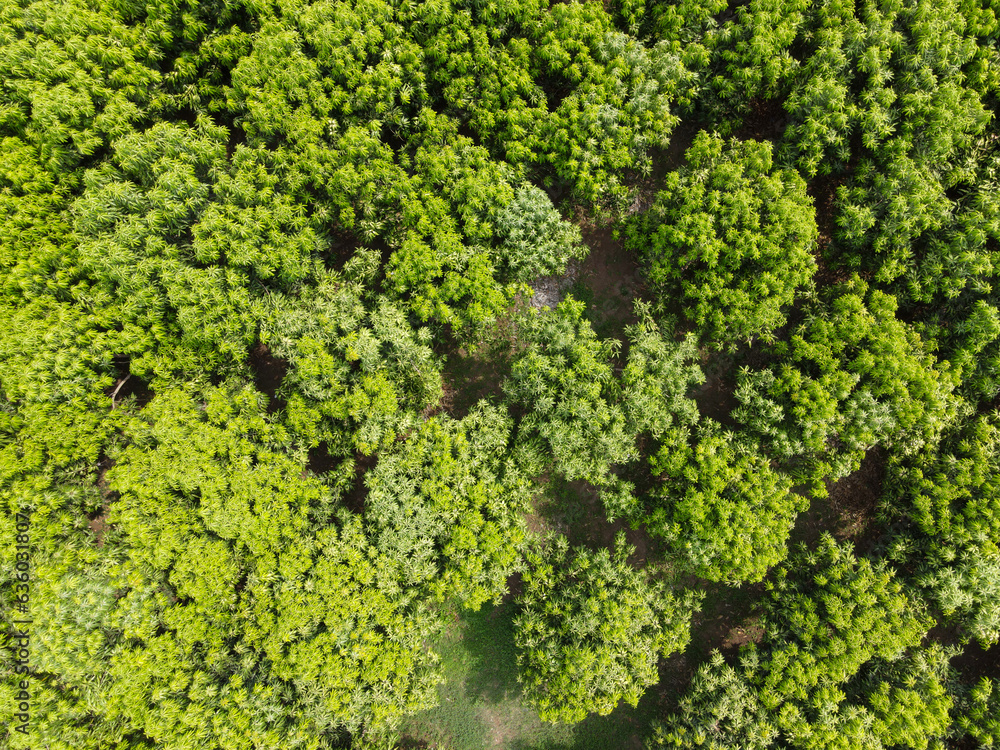 Eagle´ s eye view over a young plantation of mangoes