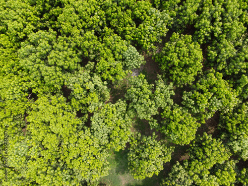 Eagle   s eye view over a young plantation of mangoes