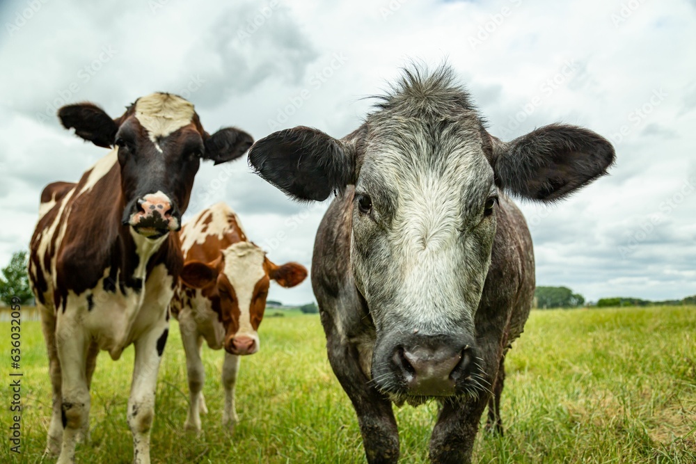 Holstein cows standing in a grassy pasture with a cloudy sky in the background Holstein cows standing in a grassy pasture with a cloudy sky in the background