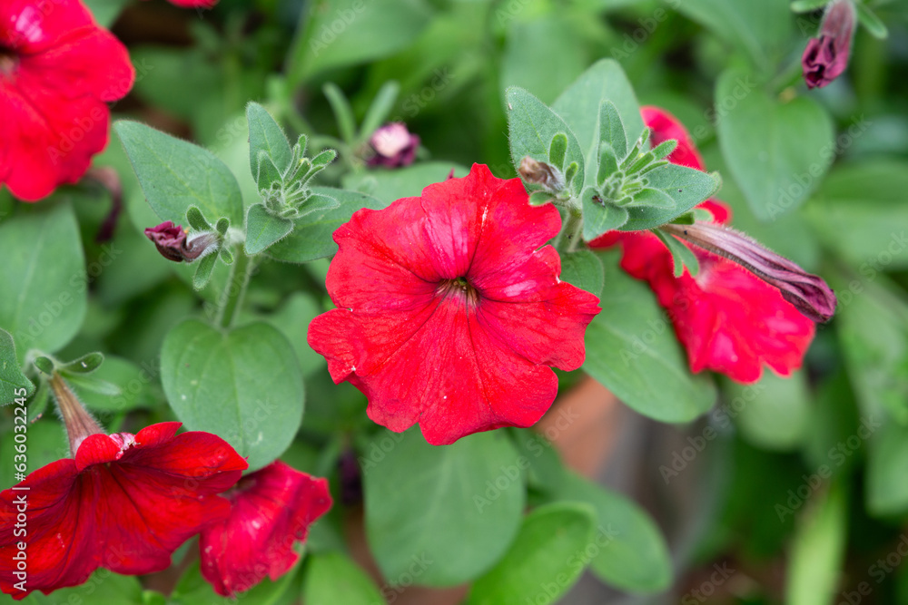 petunia grows in the garden