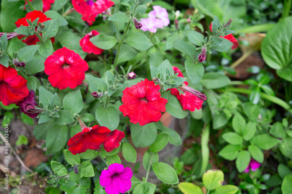 petunia grows in the garden