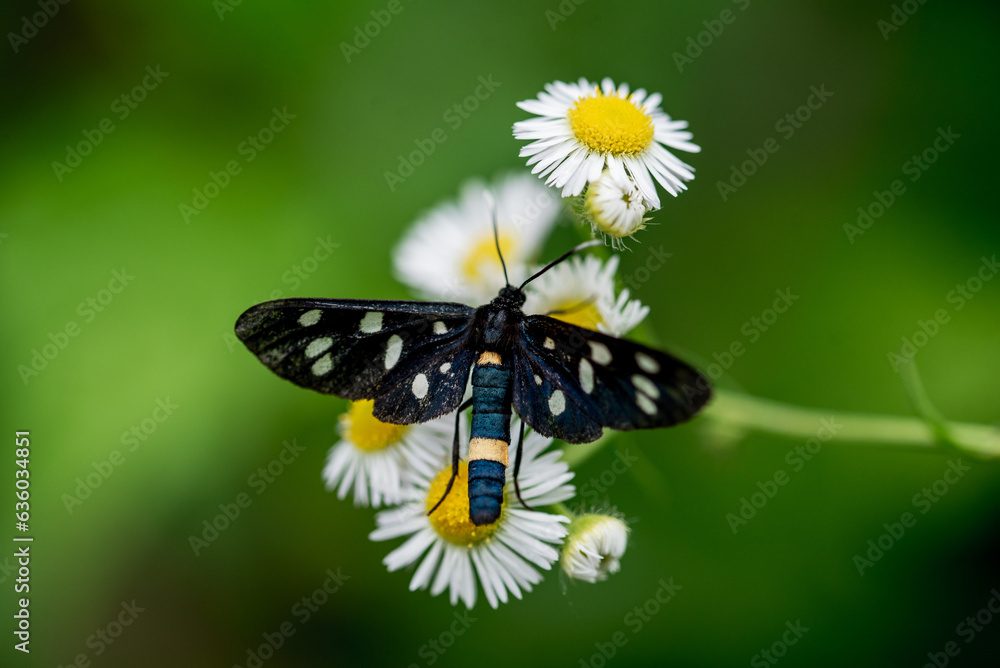 The nine-spotted moth or yellow belted burnet. The nine-spotted moth or yellow belted burnet.