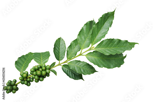 Coffee tree branch with green leaves and unripe coffee fruits or coffee cherries
