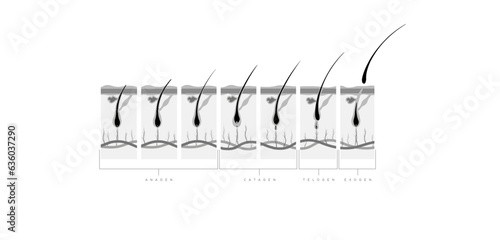 Hair Growth Cycle