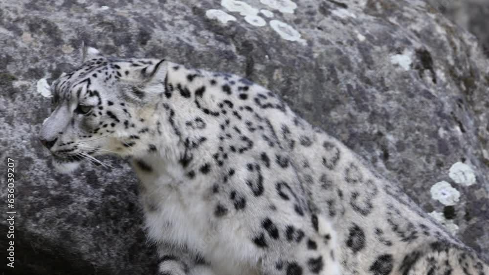 Slow motion video of an adorable snow leopard climbing a rocky mountain Slow motion video of an adorable snow leopard climbing a rocky mountain
