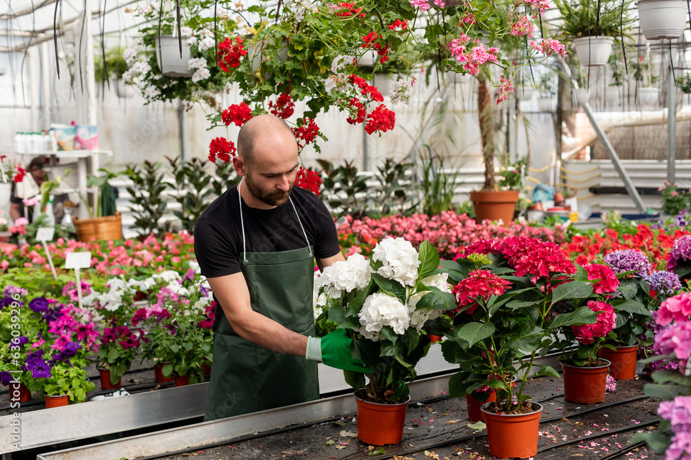 Florist taking care of plants inside greenhouse Florist taking care of plants inside greenhouse