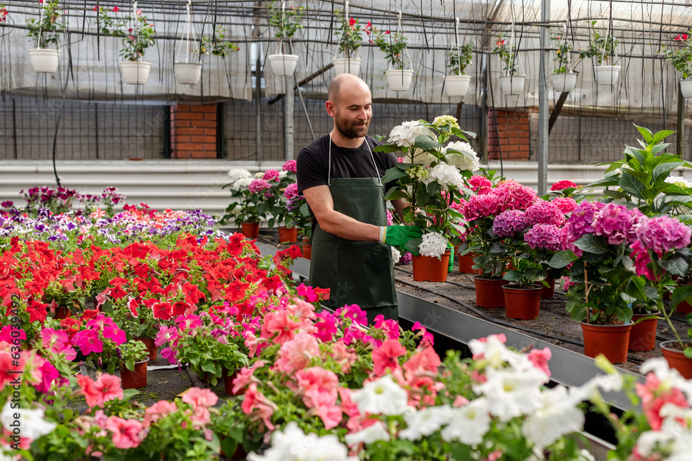Florist works with plants inside orangery Florist works with plants inside orangery