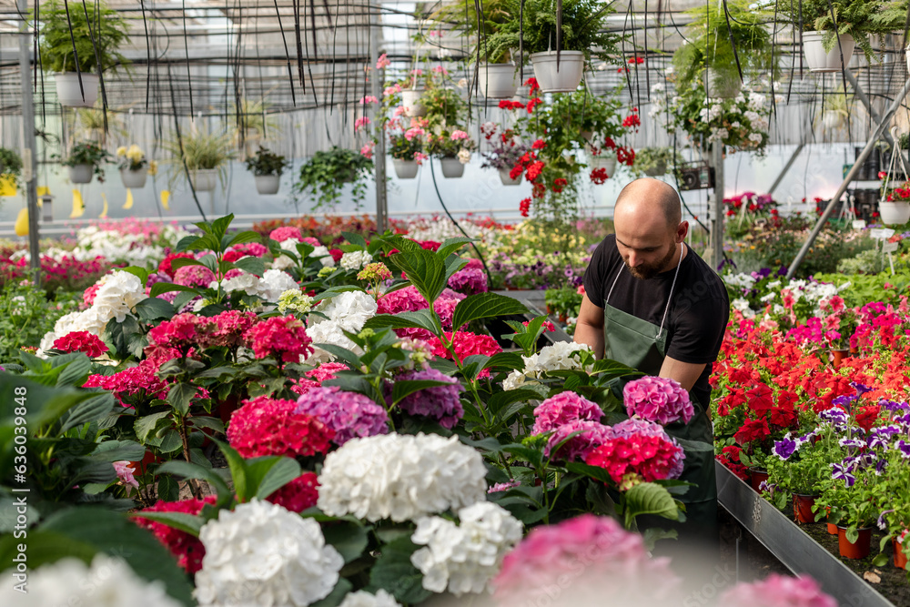 Man with beard works with flowers inside greenhouse Man with beard works with flowers inside greenhouse