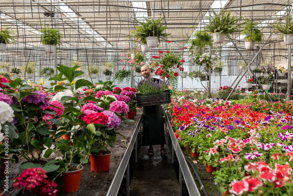 Florist holds box with flowers inside greenhouse Florist holds box with flowers inside greenhouse