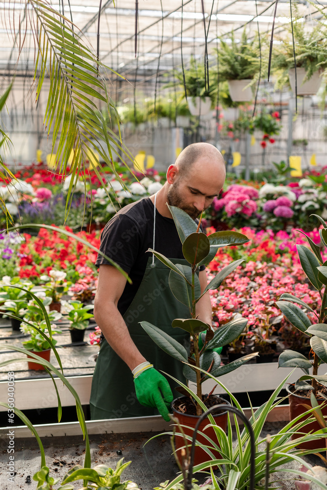 White man works with plants in greenhouse White man works with plants in greenhouse