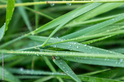 Green spring grass leaves in shiny rain water drops close-up with blurred background. Nature fresh patterns