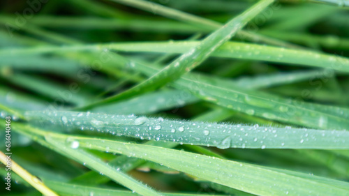 Green spring grass leaves with rain water drops close-up. Nature fresh patterns
