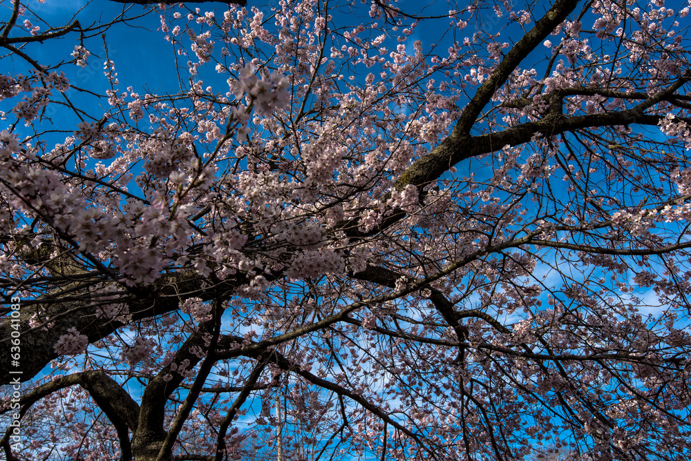 April in Brooklyn April in Brooklyn