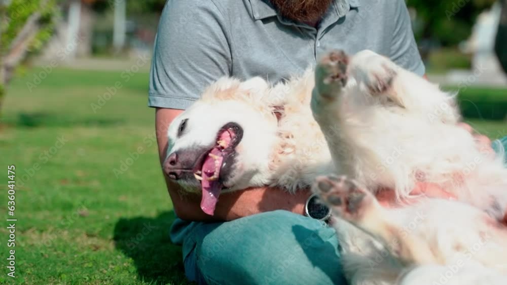 Man pet owner plays with his happy pet dog golden retriever outside on lawn public park during summer. Man pet owner plays with his happy pet dog golden retriever outside on lawn public park during summer.