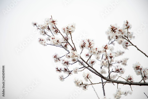 Closeup of white flowers blooming on a tree branch
