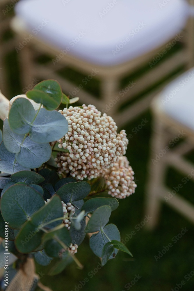Vibrant and colorful viburnum plant near a row of white chairs in an outdoor setting Vibrant and colorful viburnum plant near a row of white chairs in an outdoor setting