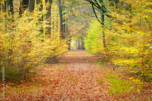 a leaf strewn pathway through a forest with trees in the distance