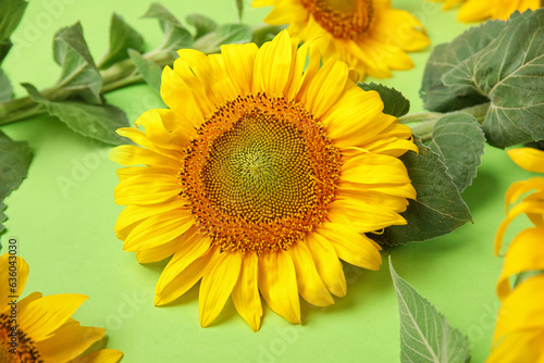 Fototapeta Naklejka Na Ścianę i Meble -  Beautiful sunflower on green background