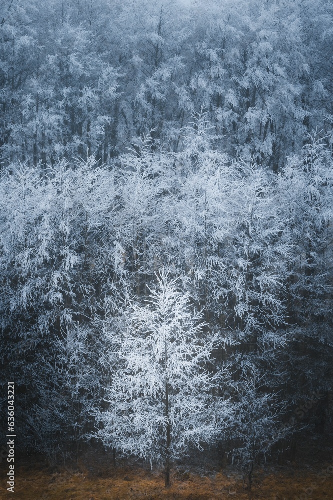 Obraz premium Vertical shot of frosty white trees in a forest in Malynychi Village, Ukraine