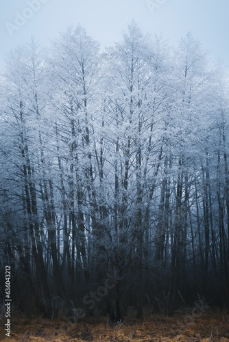 Vertical shot of frosty white trees in a forest in Malynychi Village, Ukraine