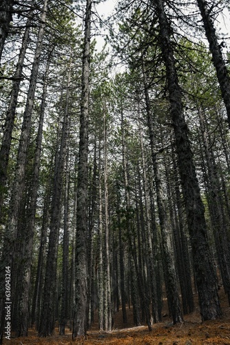 Vertical shot of trees on the Persephone trail in Troodos  Cyprus