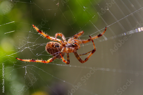 Spider © Beautyimages
