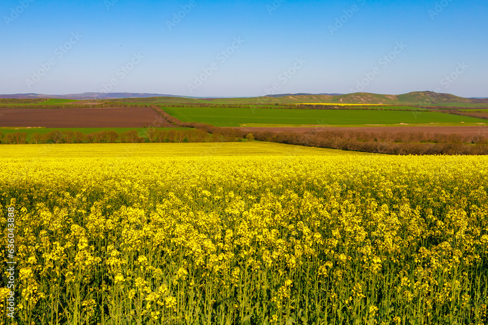 Blooming rapeseed field in early spring. Background with selective focus and copy space for text