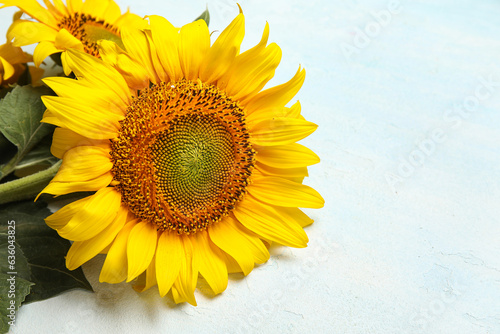 Beautiful sunflowers on blu...