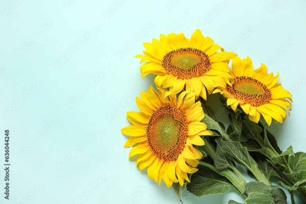 Beautiful sunflowers on blue background Beautiful sunflowers on blue background