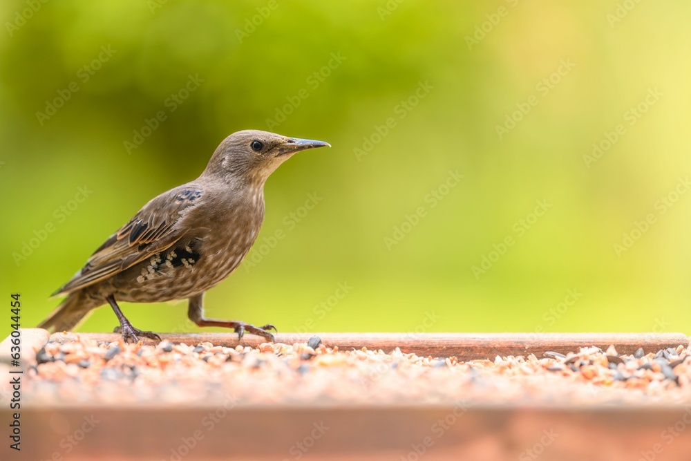Common starling (Sturnus vulgaris) bird perched atop a wooden bird feeder tray Common starling (Sturnus vulgaris) bird perched atop a wooden bird feeder tray