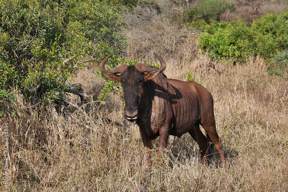 Wildebeest stands amongst the tall grass in a field.