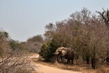 African elephant standing amongst the tall trees near the road.
