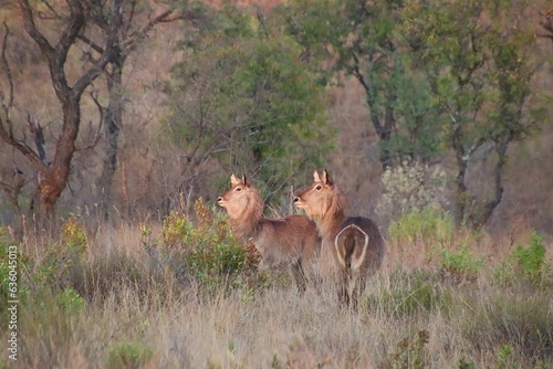 Two female waterbucks stand in a grassy field surrounded by trees and shrubs.
