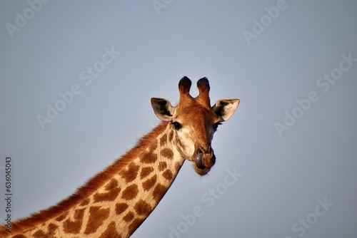 Portrait of a giraffe isolated against the background of a blue sky.