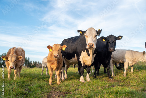 Ireland cattle farm with cow family portrait photo
