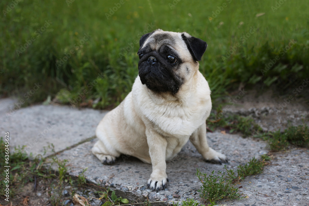 Pug outdoors sitting on a concrete path on the lawn