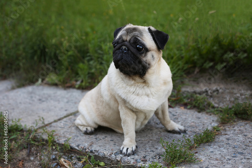 Pug outdoors sitting on a concrete path on the lawn