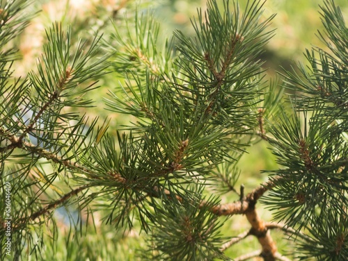 Close-up of a tall evergreen tree with lush pine needles under a natural light in forest