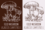 Drawing FIELD MUSHROOM . Hand drawn illustration. The Latin name is AGARICUS CAMPESTRIS L.