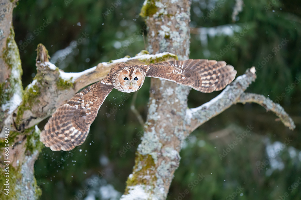 Obraz premium Tawny owl with widely spread wings flying in the forest. Wild nature animal. Owl flying in the air with dark blurred nature in background. European winter season.