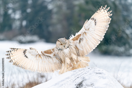 Siberian Eagle Owl landing down. Touch down to rock with snow Big owl with widely spread wings in the cold winter. Wildlife animal scene. Bubo bubo sibircus
