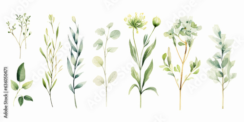 Watercolor flowers set for illustration. Minimalist illustrator. Flowers collection. On white background.