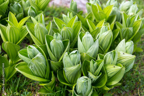 Veratrum album (or false helleborine, white hellebore, Veratrum lobelianum), poisonous plant in the family Melanthiaceae, green leaves, plant before blooming, Tskhratskaro Pass, Georgia, Caucasus. photo