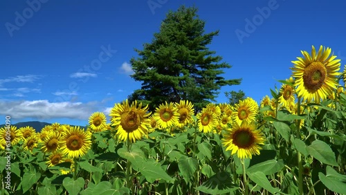 飯山　菜の花公園に咲くひまわり