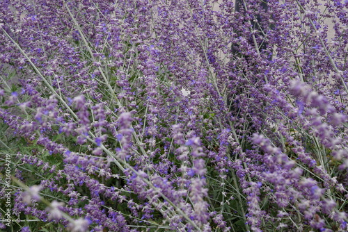 Lavendel