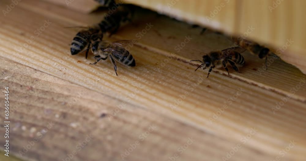 Bees arriving and departing from the hive. A very close-up view of the insects. Bees arriving and departing from the hive. A very close-up view of the insects.