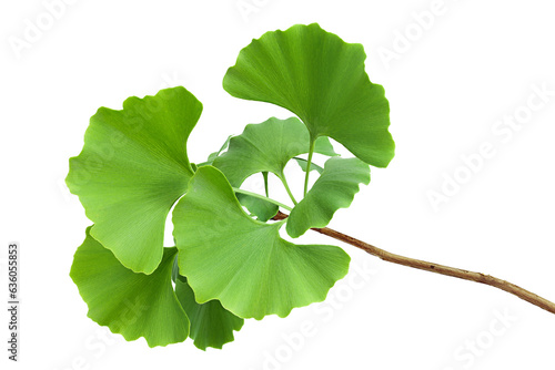 green ginkgo biloba leaves isolated on white background with full depth of field