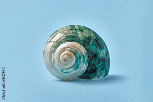 Beautiful spiral sea snail shell on blue background. photo