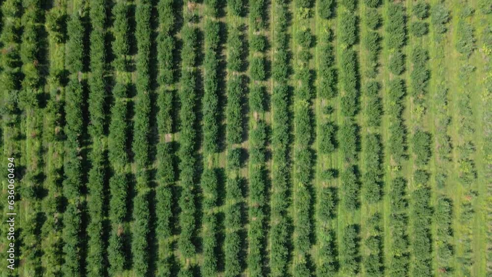 Rows of trees in an orchard. Agri-culture business. Harvesting
Rows of trees in an orchard. Agri-culture business. Harvesting